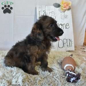 Bingo, Mini Goldendoodle Puppy